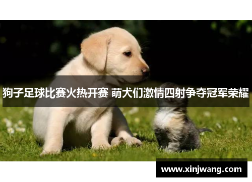 狗子足球比赛火热开赛 萌犬们激情四射争夺冠军荣耀